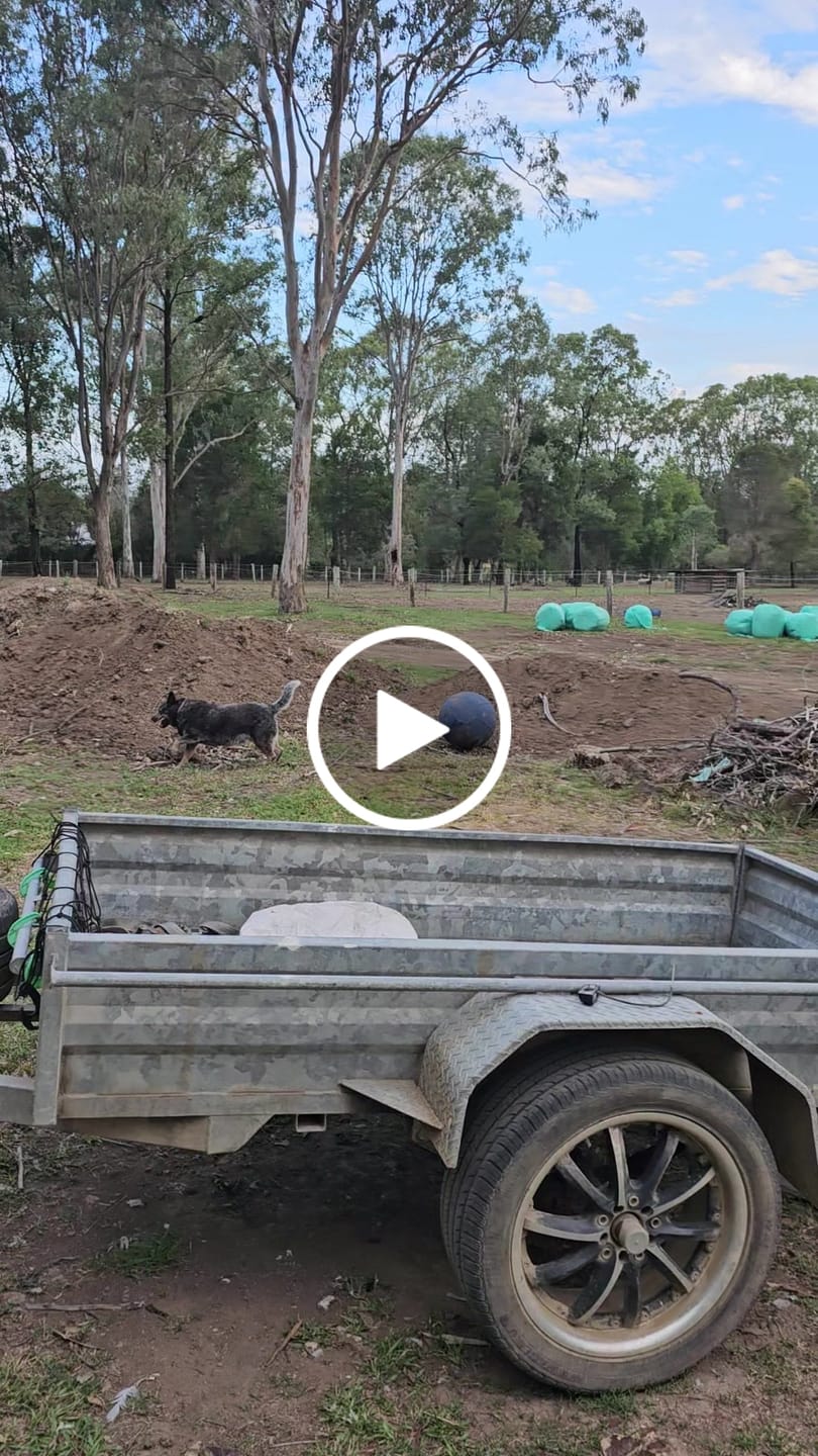 Customer video review of Herding Ball
