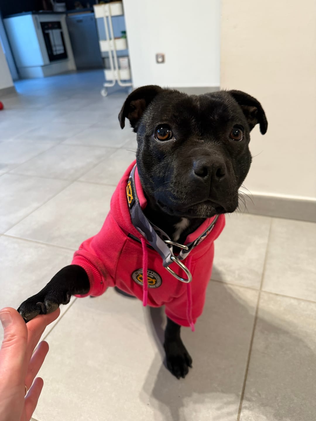 Customer photo review of Staffordshire Bull Terrier 1935® Hoodies - Fuchsia