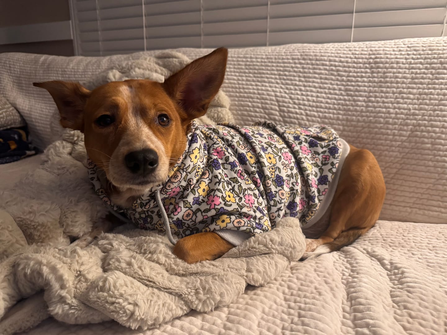Customer photo review of Vintage Flower Dog Hoodie - Light Grey