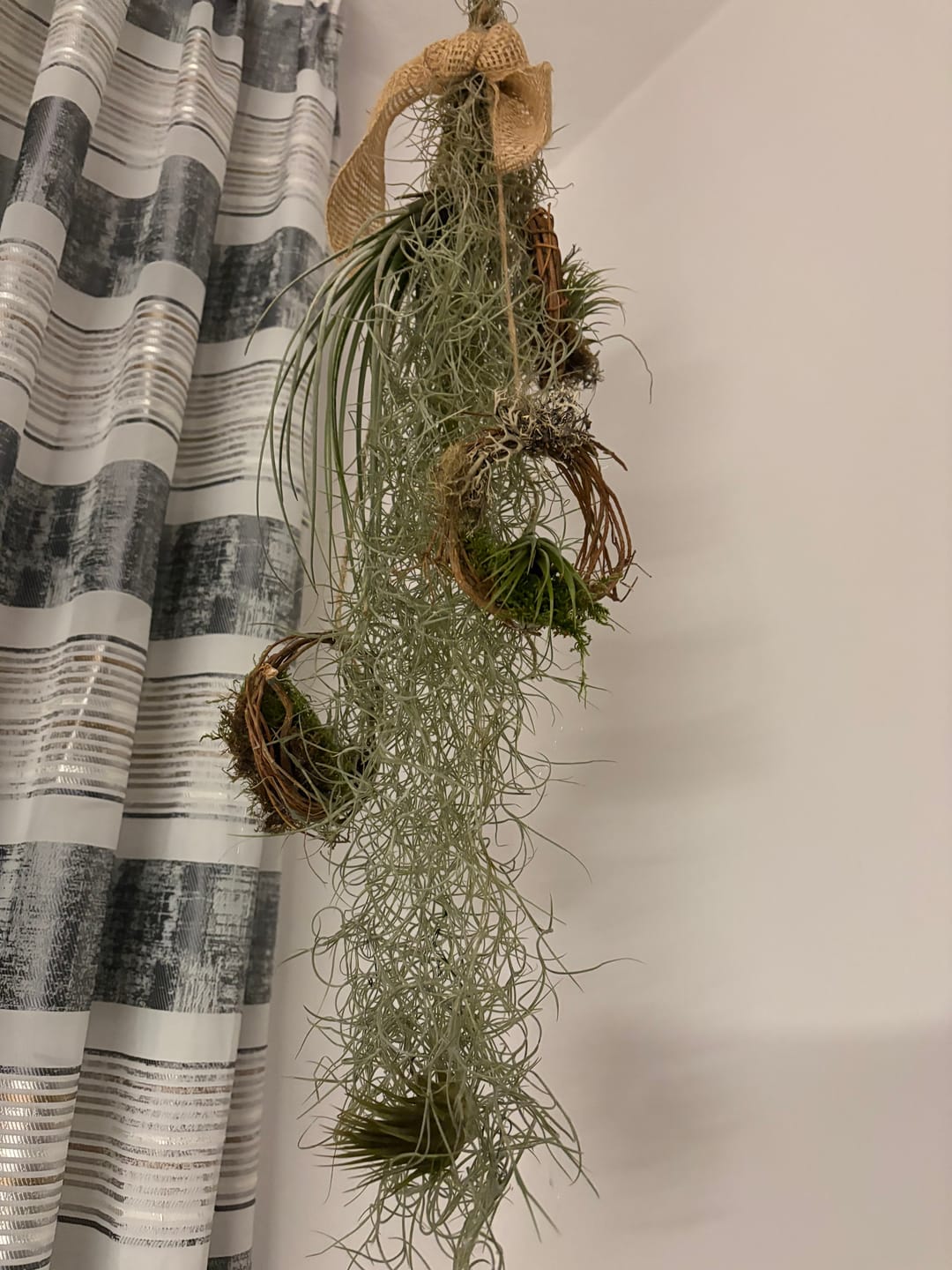 Customer photo review of Tillandsia usneoides - Lousianamoos