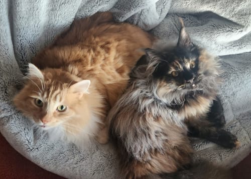 Customer photo review of 1 Month Supply – 2 Cat