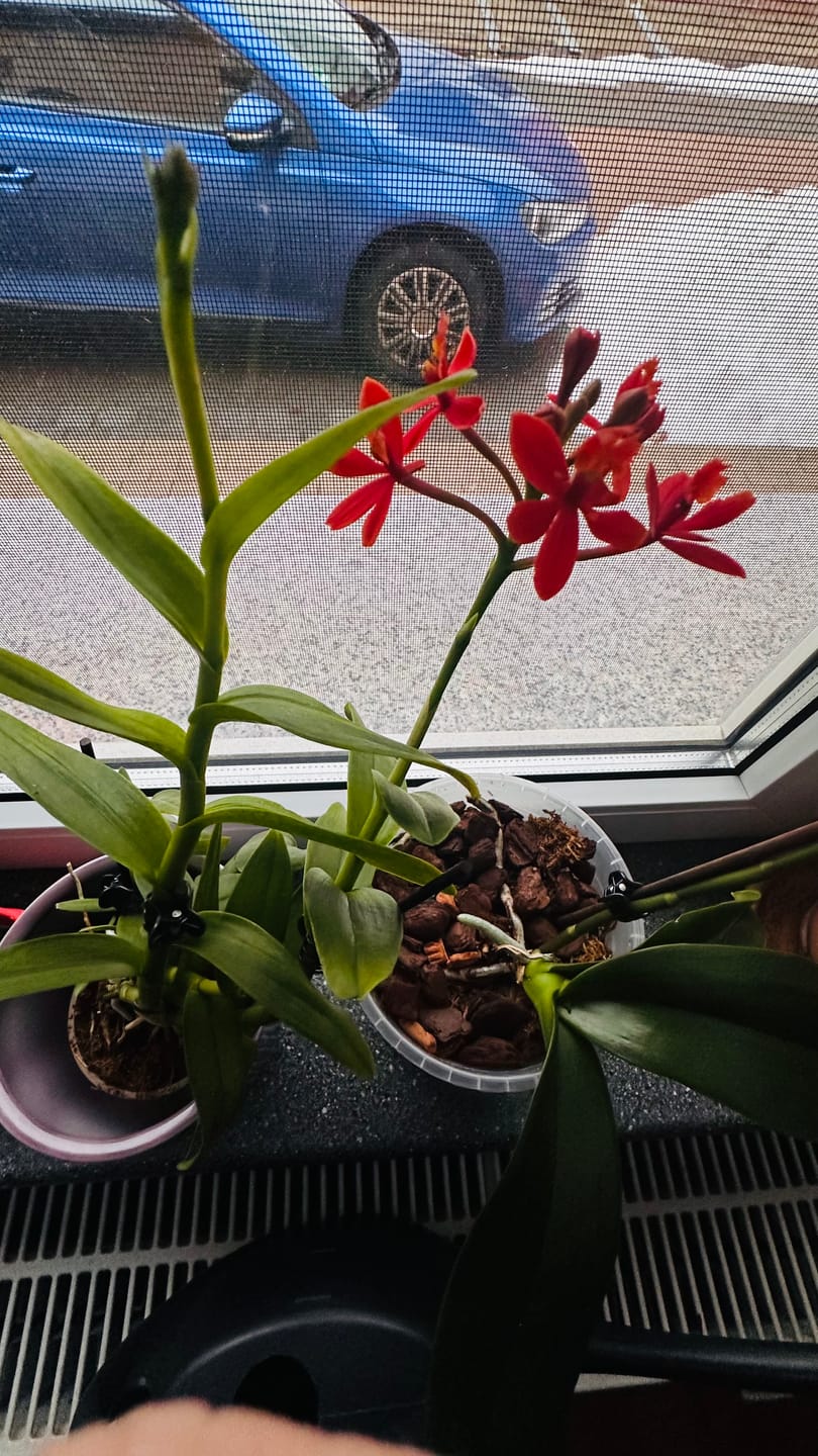Customer photo review of Epidendrum Nordic Fire Dauerblüher mit orange-roten Blüten und 2 Rispen