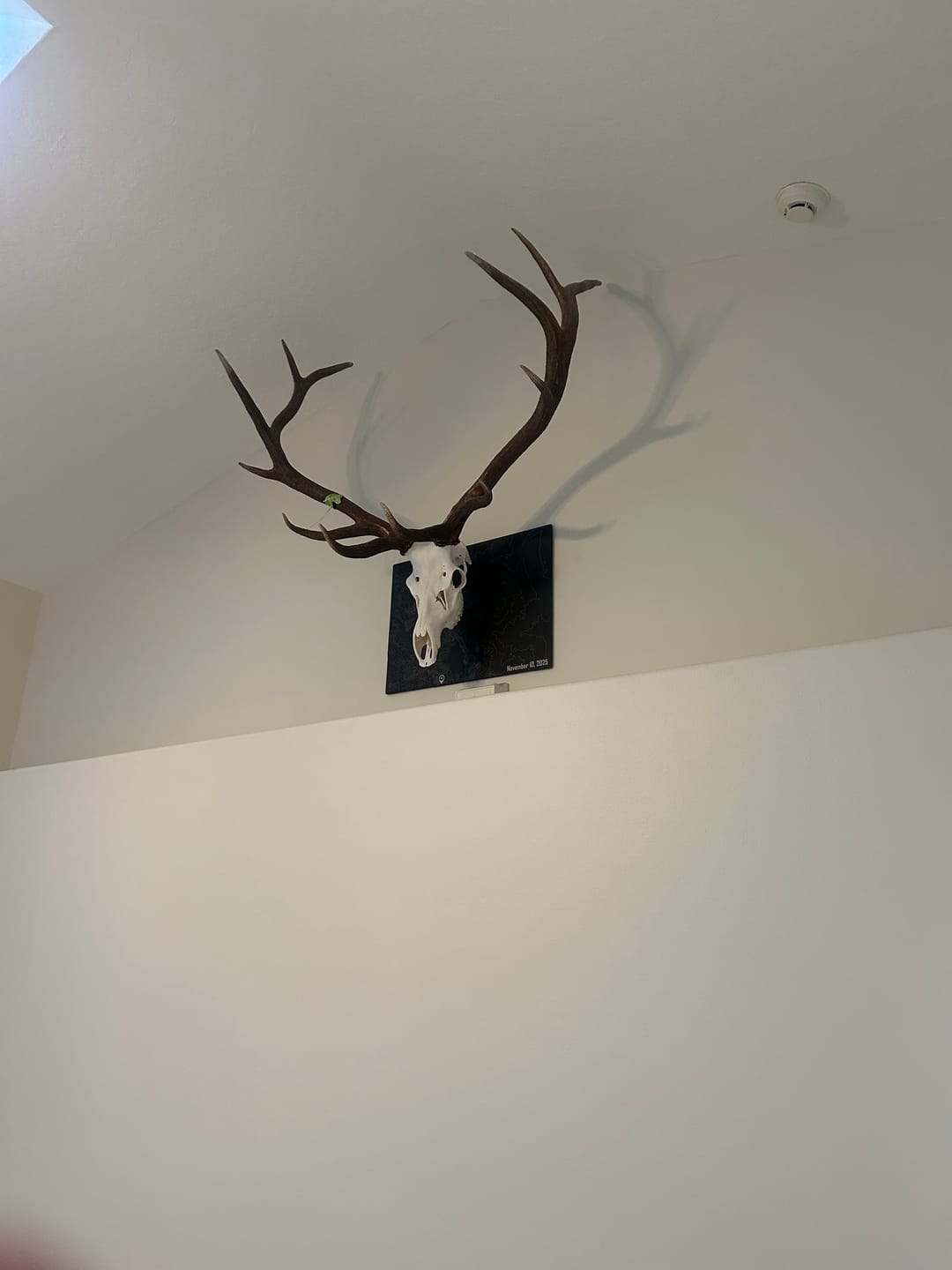 Customer photo review of Large Game Plaques