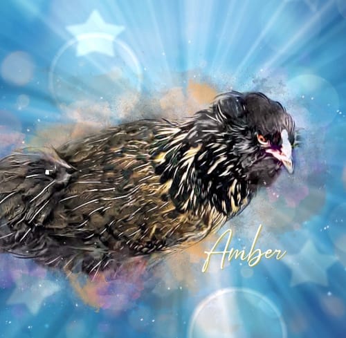 Customer's memorial watercolor portrait of a hen named Amber, shown against a celestial blue background with stars.