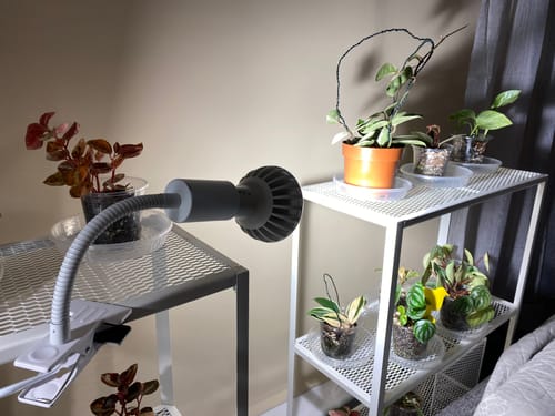 Customer photo review of Pianta Grow Light and Stelo Clip-On Bulb Holder Bundle