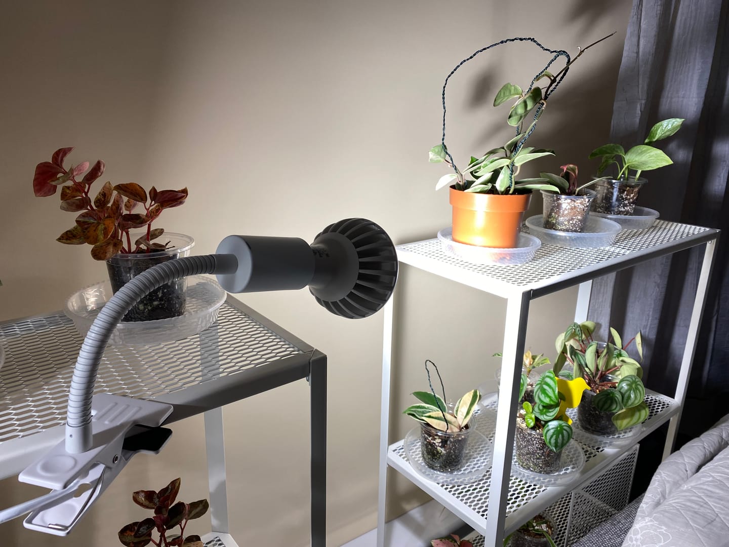 Customer photo review of Pianta Grow Light and Stelo Clip-On Bulb Holder Bundle