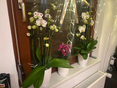 Ein Kunde zeigt seine drei blühenden Orchideen, die mit dem Orchideendünger gepflegt werden.