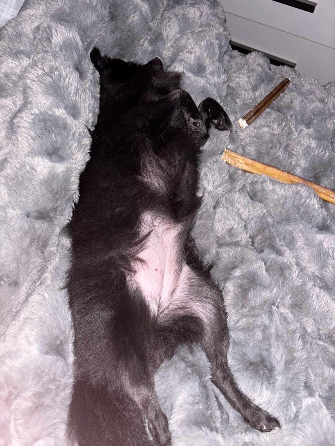 Customer photo review of Vrac Nature's Own - Bully Sticks de boeuf mastication pour chien