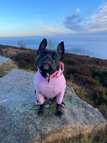 A customer's black dog wearing the pink Light Up LED Combat® Collar and a matching sweater, sitting on a rock outdoors.