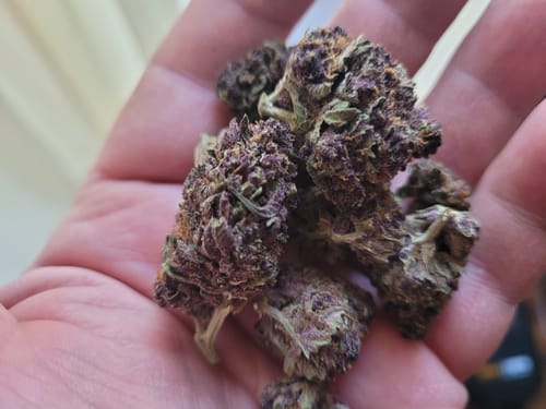 Customer photo review of Shipping Protection by Route