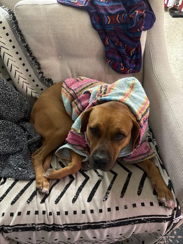 Customer photo review of Playa Poncho – Mystery Color (Bella, Charlie, or Fun Edition)