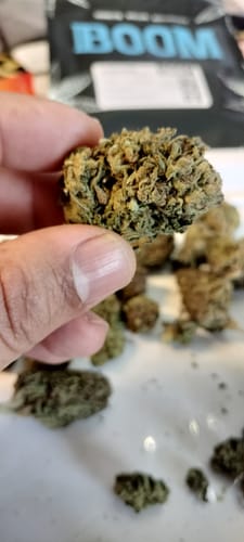 Customer holding a large, dense bud of Carbon Fiber between their fingers.