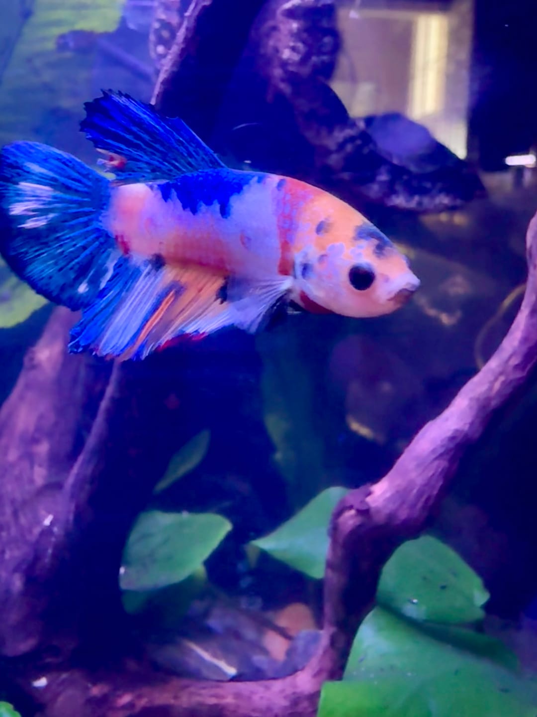 Customer photo review of Metallic Plakat Betta Fish | You Pick Betta | Show Grade