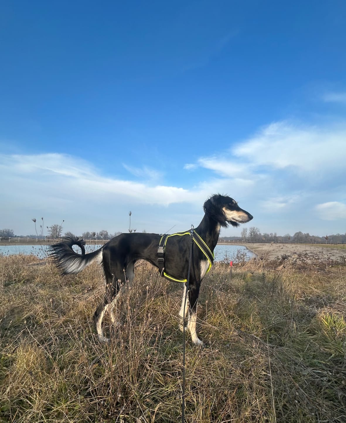 Customer photo review of Windhundgeschirr REFLEX "Yellow"