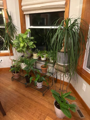 Reviewer's collection of various healthy houseplants on a stand after using Fungus Gnat Death Drops.