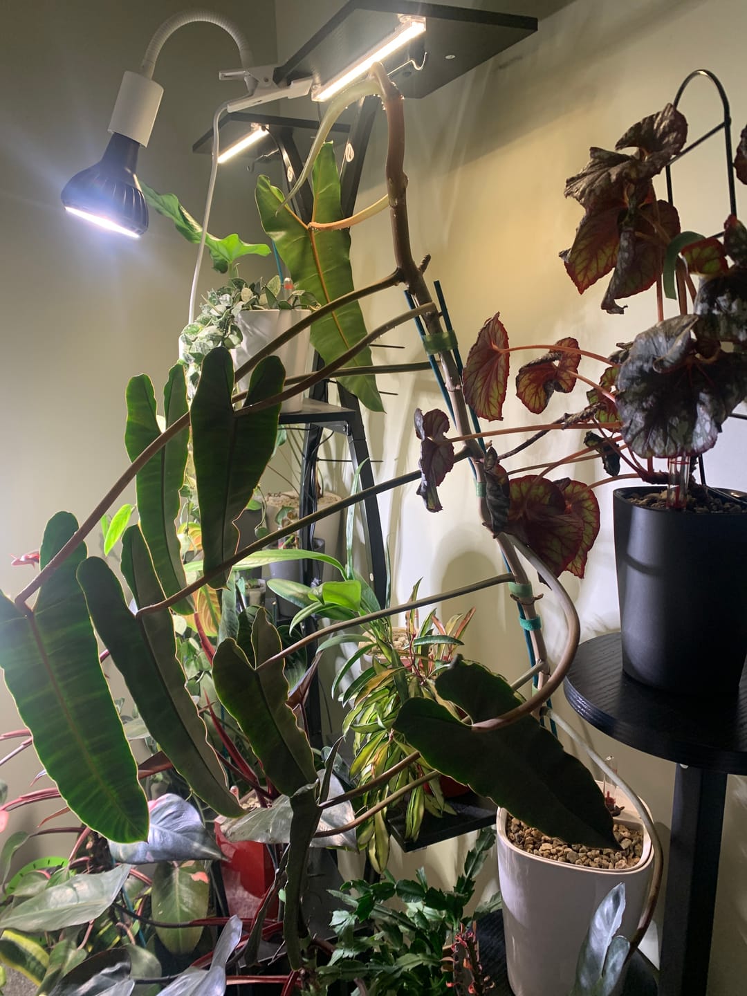Customer photo review of Pianta Grow Light and Stelo Clip-On Bulb Holder Bundle