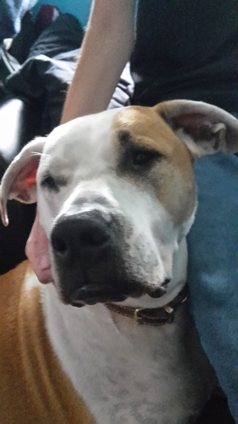 Customer photo review of Total Urinary Care Supplement For Dogs