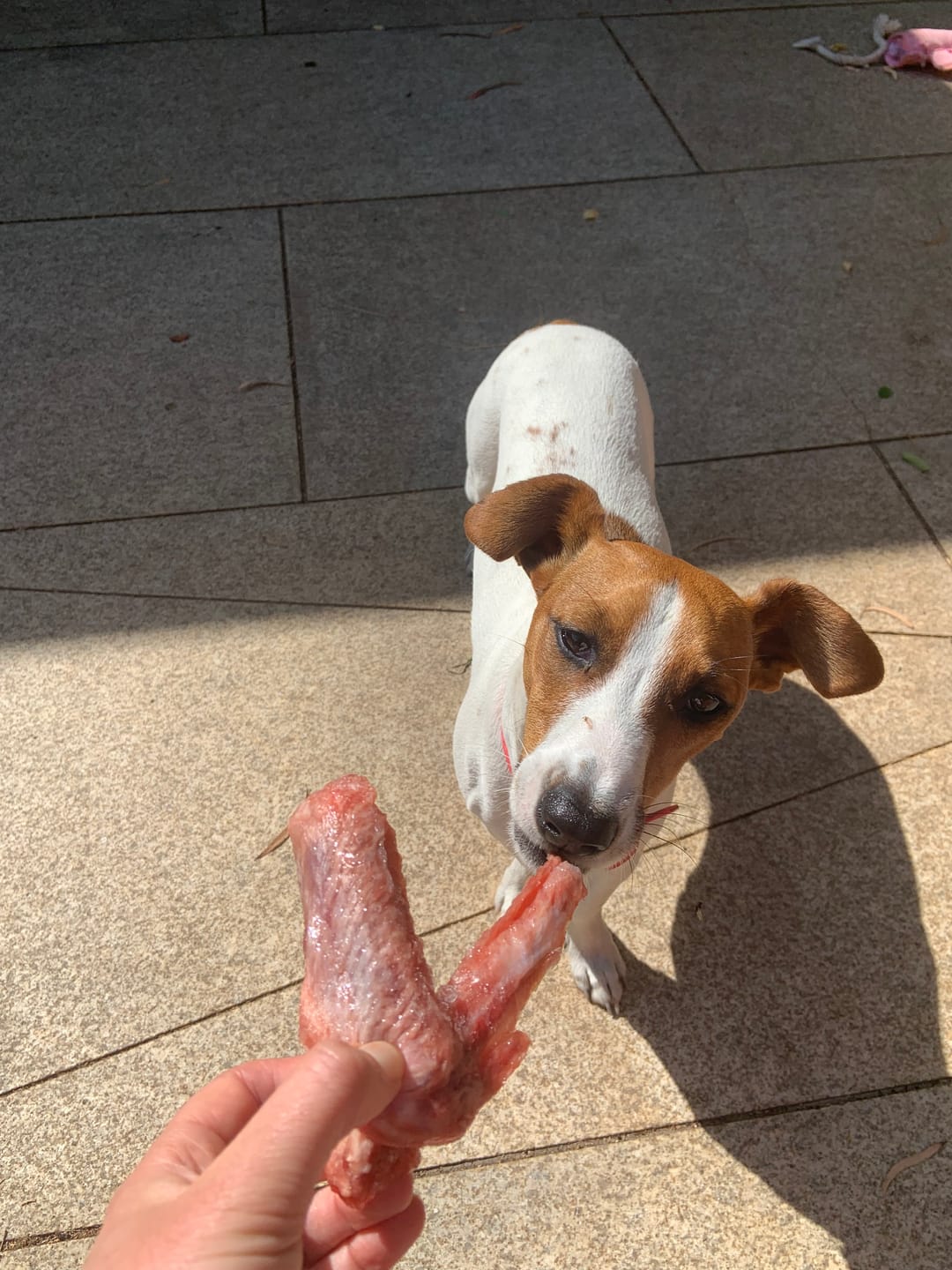 Customer photo review of Duck Wings | Raw Meaty Small Bones
