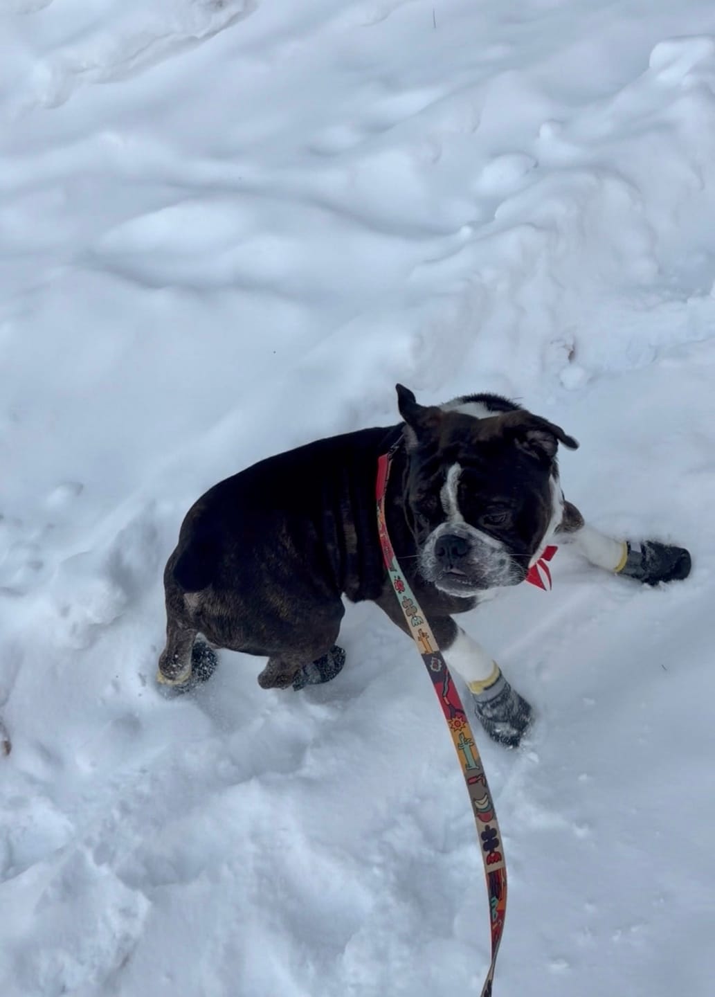 Customer photo review of The Shortie All Season Dog Shoes / Boots