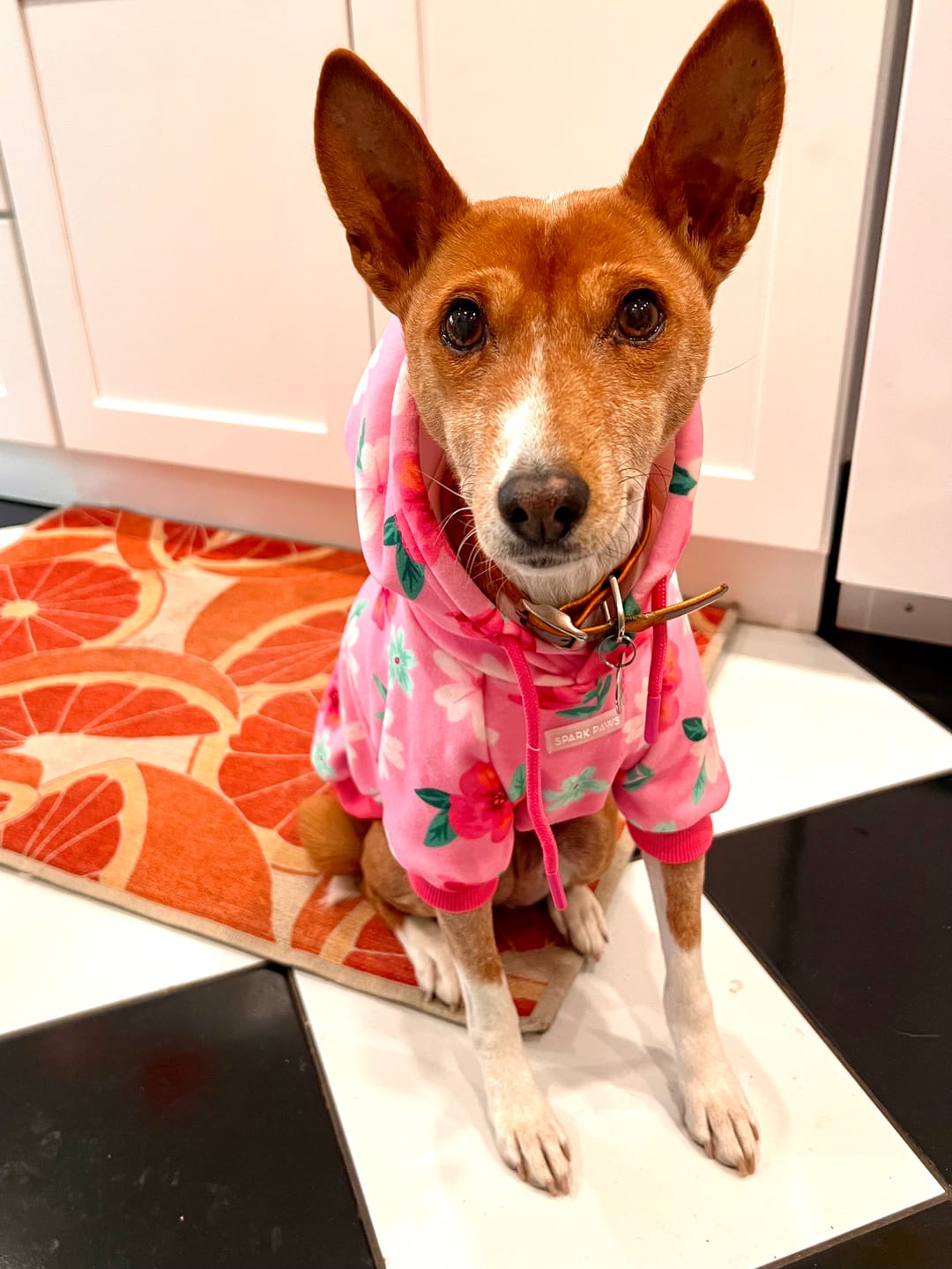 Customer photo review of Blossom Dog Hoodie - Pink