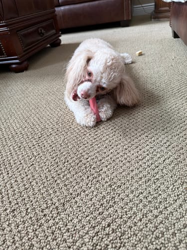 Customer's fluffy white poodle lying on a carpet and chewing a Coconut Yak Chew.
