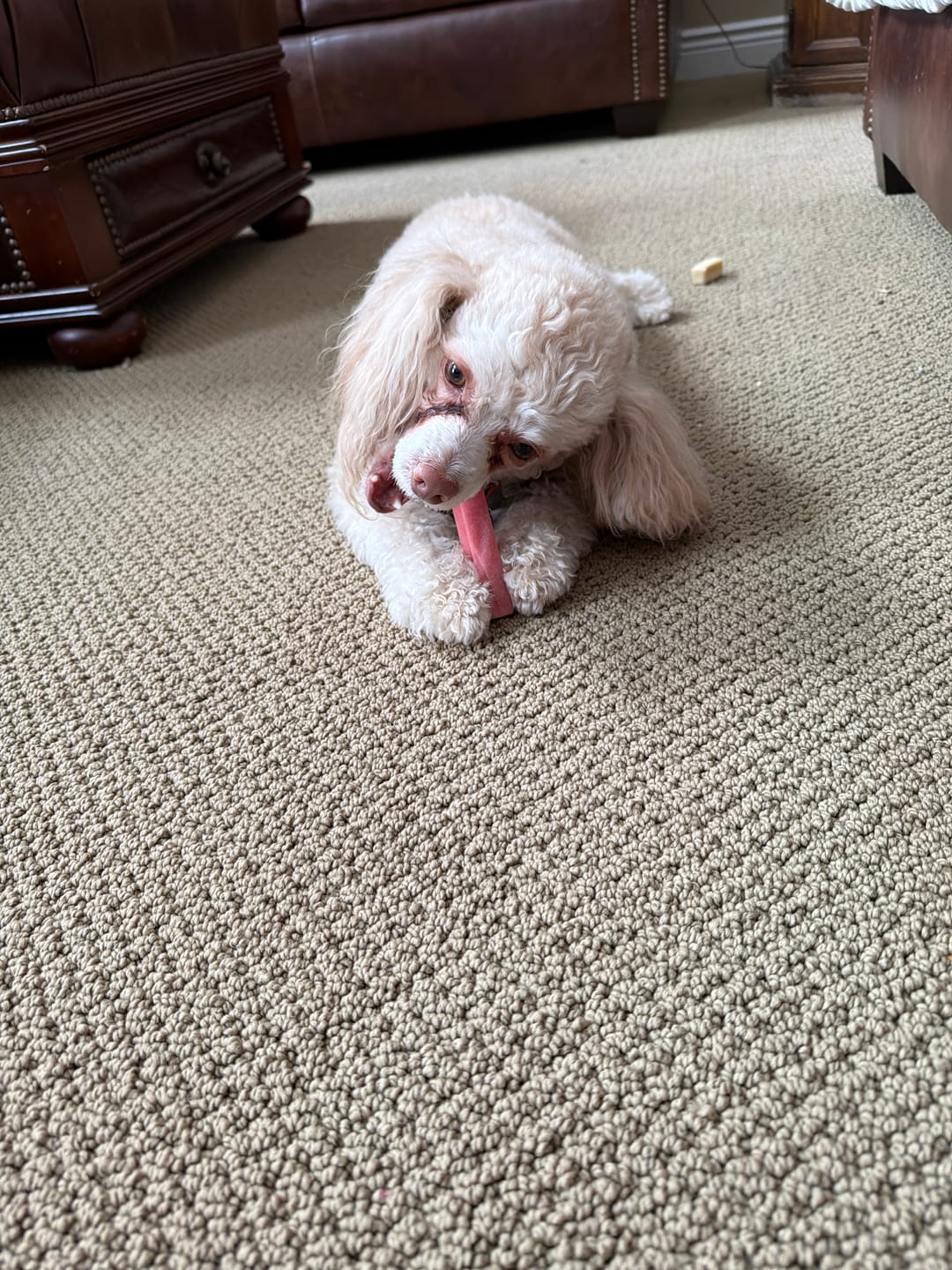 Customer photo review of Coconut Yak Chews