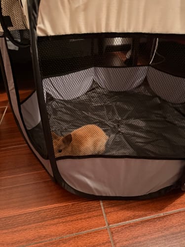 Customer photo review of CT1637 1 Pieza De Jaula Casa Portátil Para Mascota