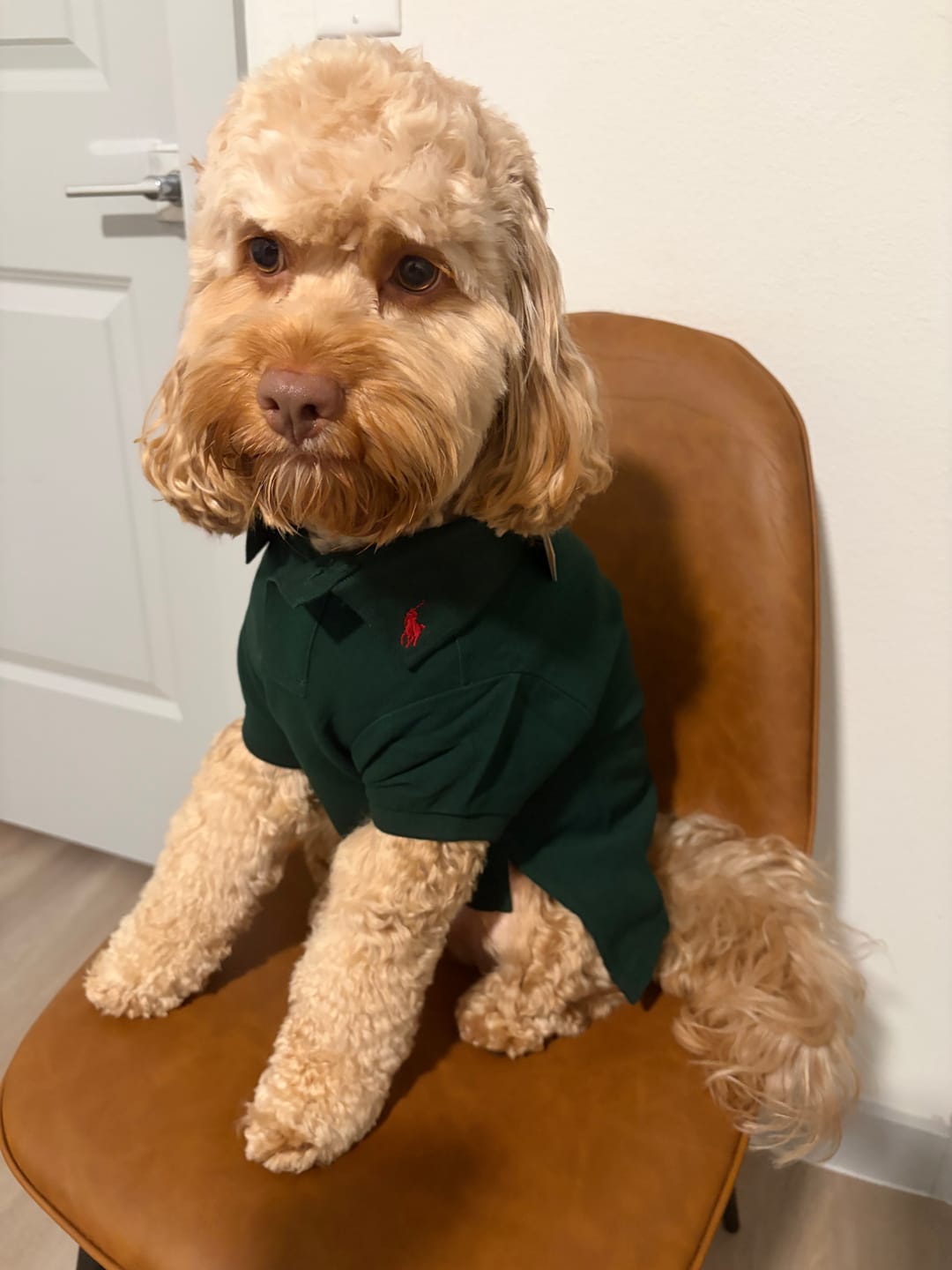 Customer photo review of Polo Ralph Lauren Cotton-Mesh Dog Polo Shirt
