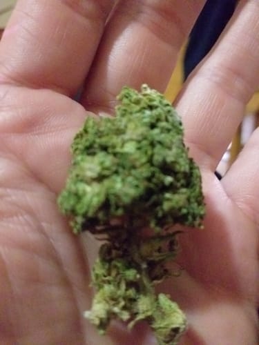 Close-up: Customer holding a green Miracle Alien Cookies THCA Flower bud in their hand.