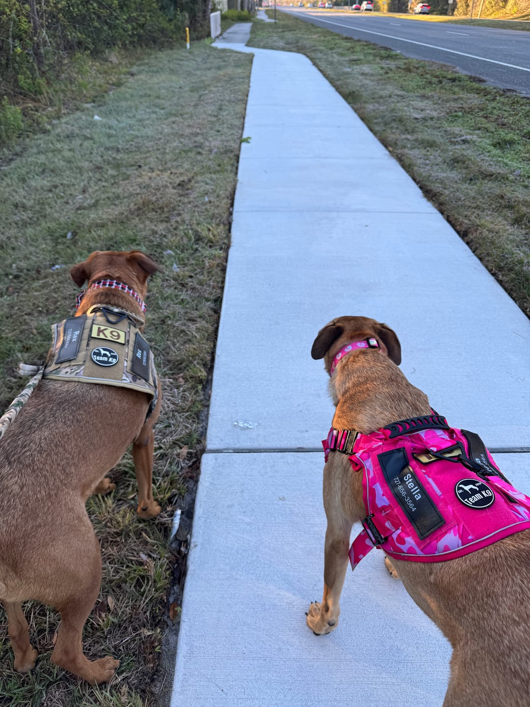 Customer photo review of Custom Hook & Loop Patch For Harness (1 Pair)