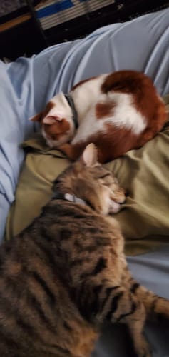 Customer photo review of Mystery Gift for Cat Lovers