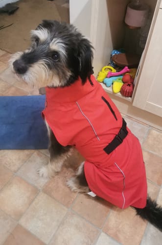 Customer photo review of Vimy & DryDogs Lightweight Waterproof Raincoat with Harness Hole Zip