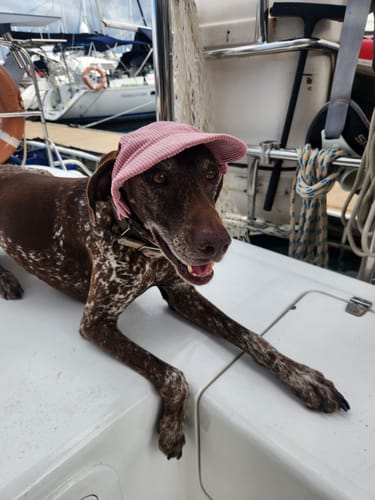 Customer photo review of DOG HATS