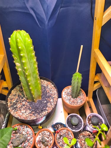Customer photo review of Imperfect Trichocereus Pachanoi | Imperfect San Pedro Cactus