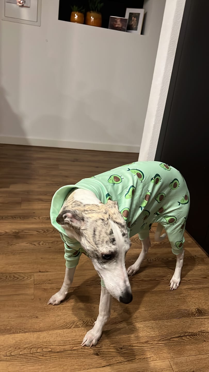 Customer photo review of Dog Pajama - Avocado