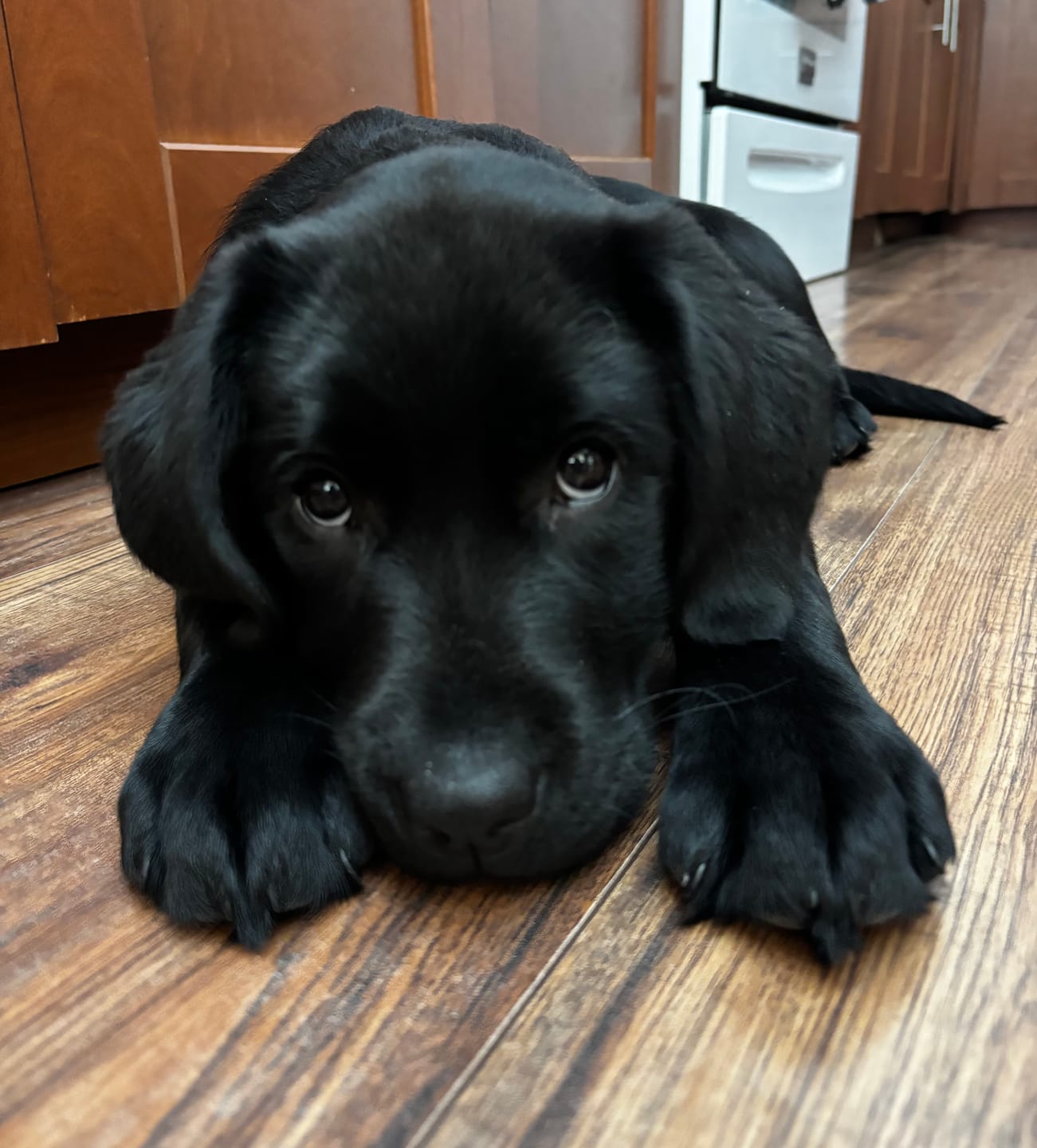 Customer photo review of Himalayan Yak Chew (LARGE)