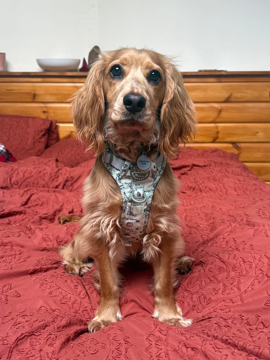 Customer photo review of Disney© Tough Trails™ Harness - 100 Aker Wood
