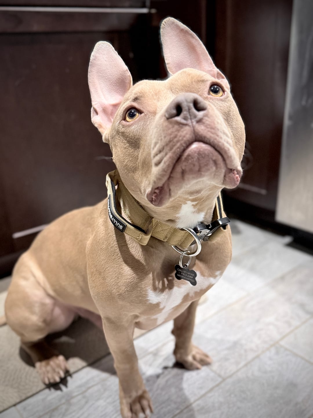 Customer photo review of 4cm Combat® Collar | Handle & Rated Clip - Tan