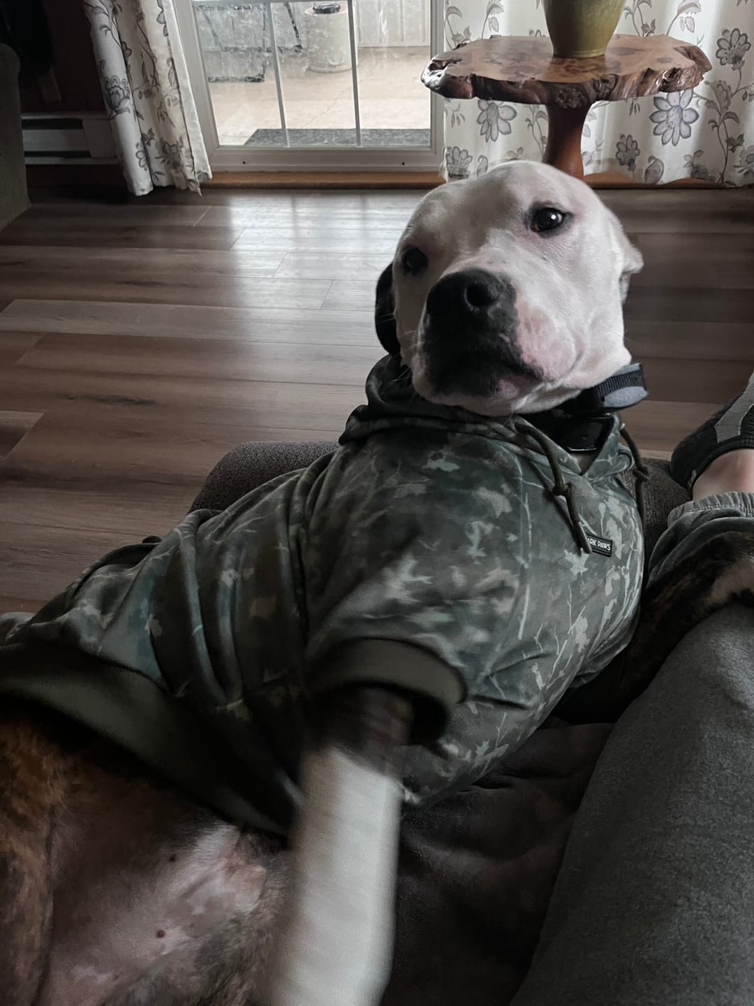 Customer photo review of Concrete Wood Dog Hoodie - Timber