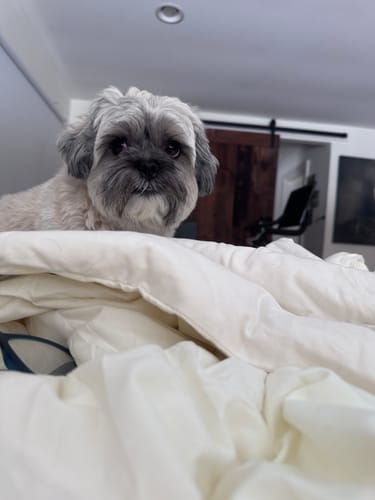 Customer photo review of MarshMellow Comforter