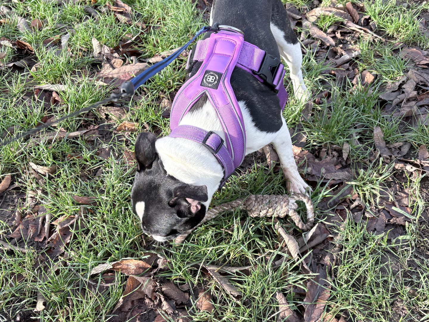 Customer photo review of Slip on Harness | Foam Padded - Purple