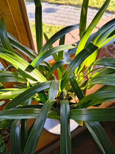 Rezensent zeigt die üppige Maxillaria variabilis Orchidee mit vielen grünen Blättern auf einer sonnigen Fensterbank.