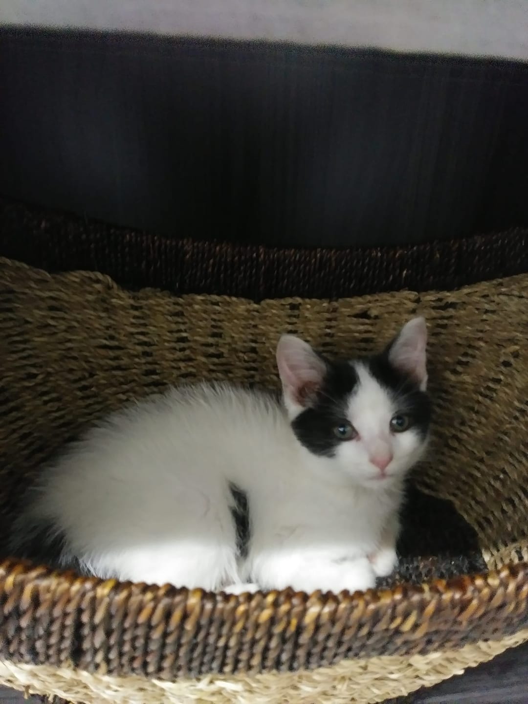 Customer photo review of PEASY (Stress, Anxiété, Nervosité) pour chiens et chats