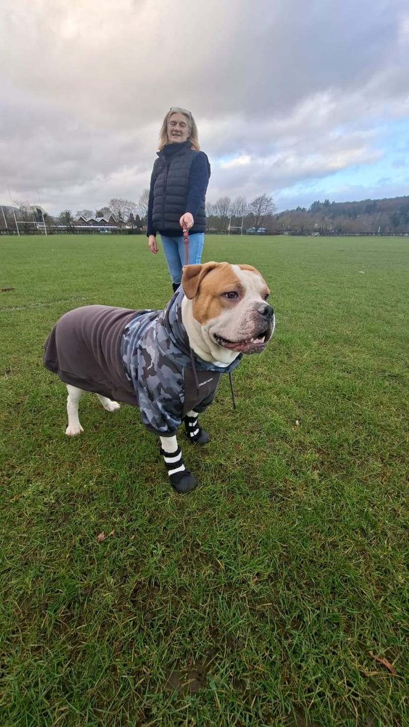Customer photo review of Grey Camo Dog Hoodie