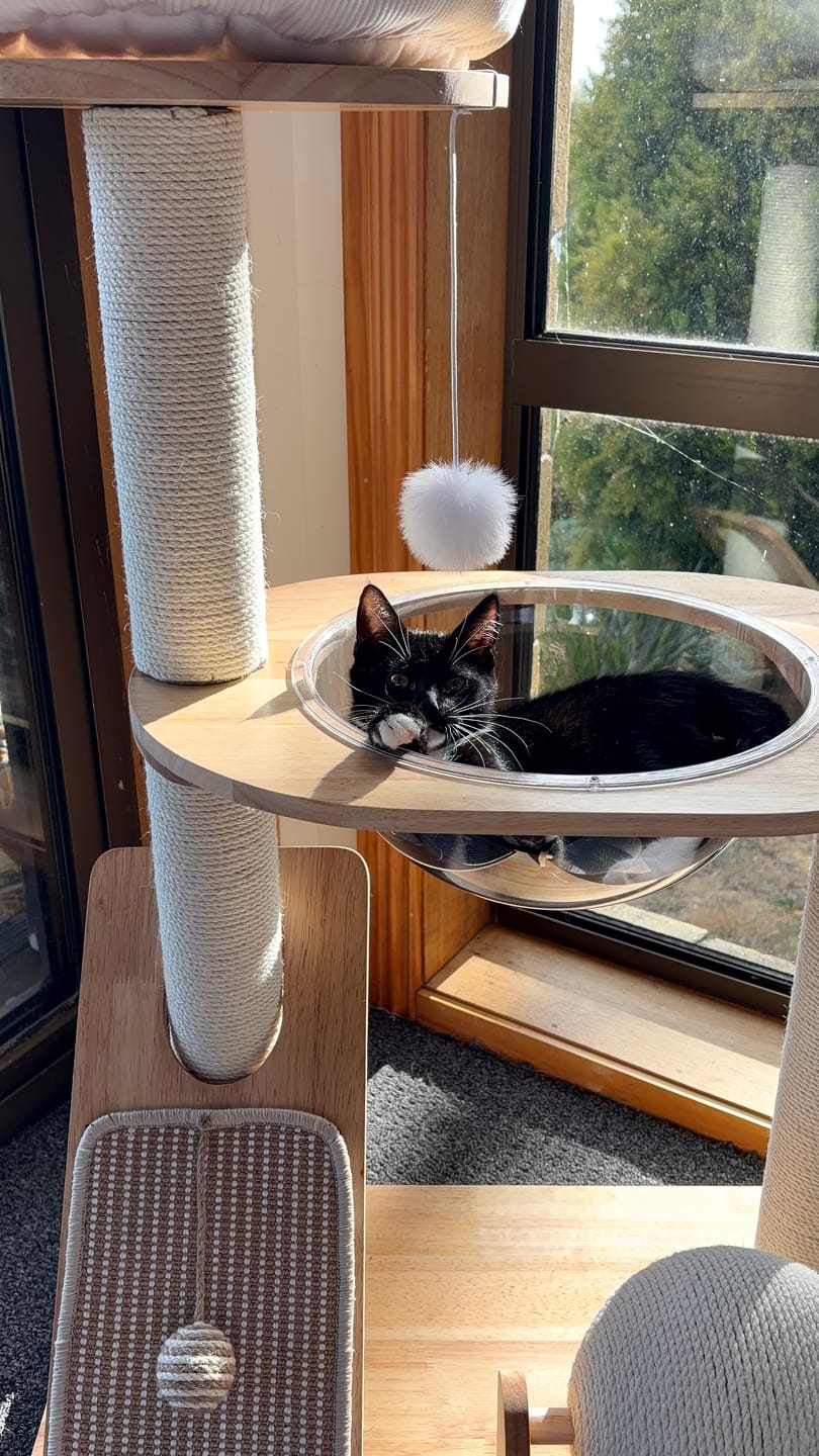 Customer photo review of 3-Tier Wooden Cat Tree with Scratching Posts & Play Features