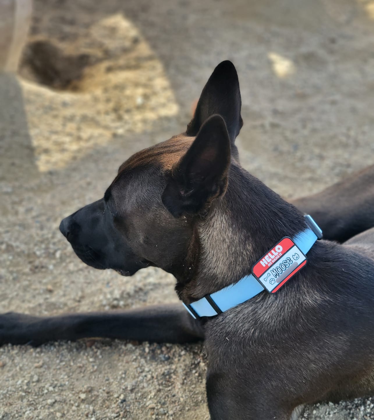 Customer photo review of HELLO Jiby Pet ID Tag