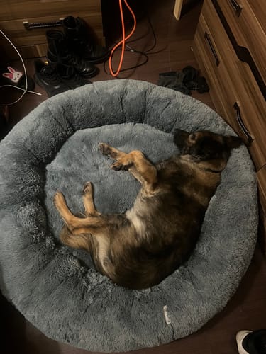 El perro de un cliente duerme de espaldas en la suave Cama Antiestrés para Perros de color gris.