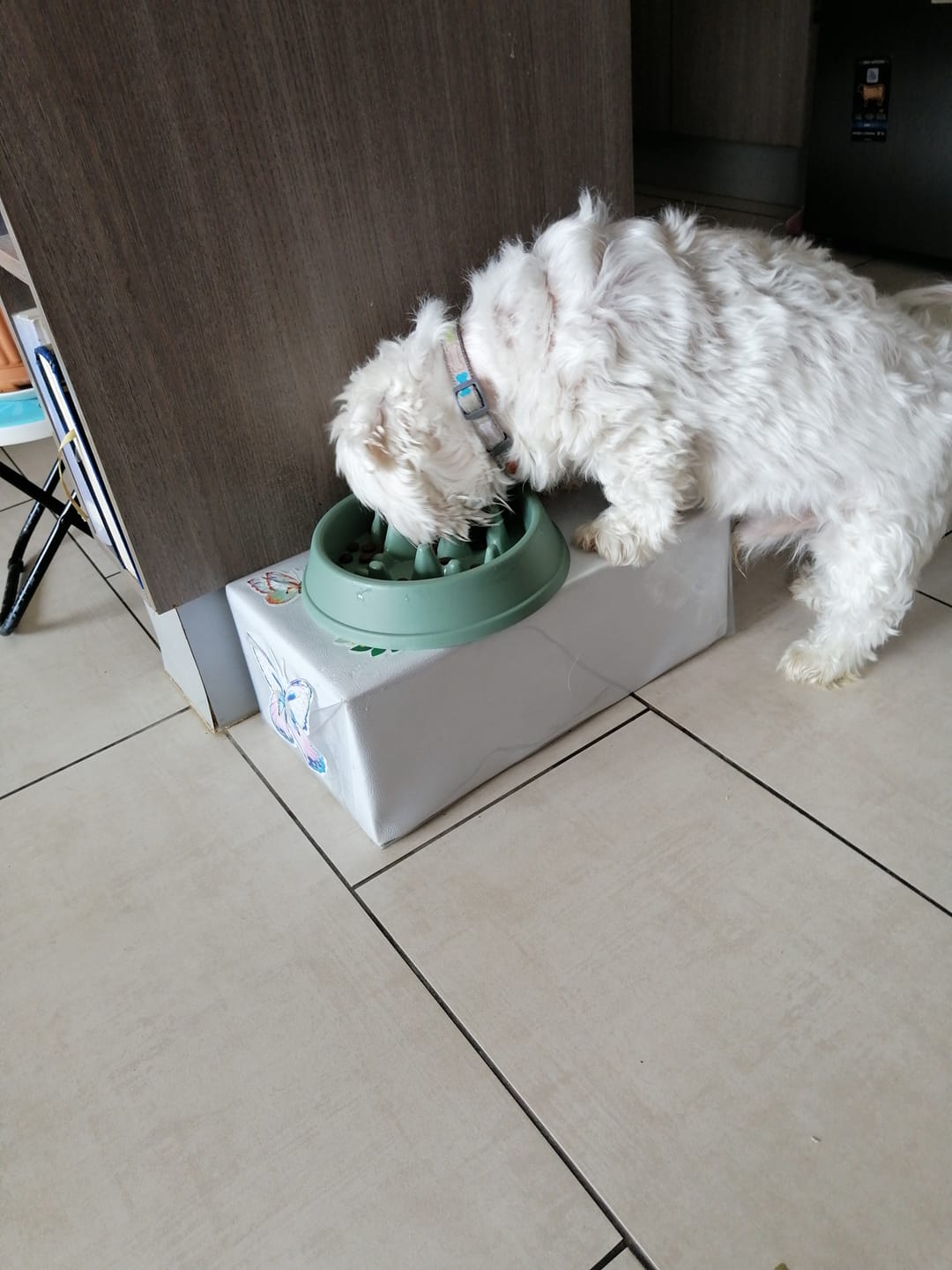 Customer photo review of NOMADE ADULTO R. PEQUEÑAS 10KG