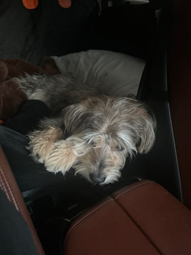 Customer photo review of RuffRover 2.0™ - Hard Bottom Dog Car Seat Protector