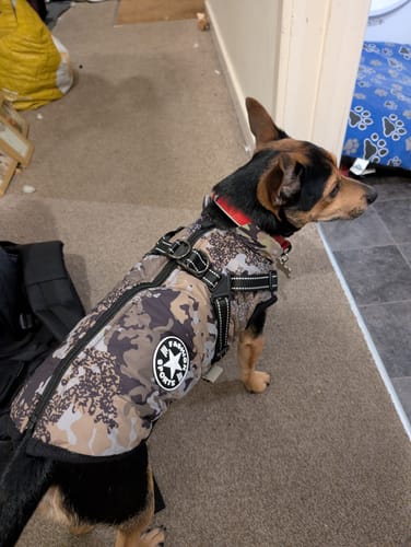 Customer photo review of Wintro - Quilted Waterproof Dog Coat with Harness Built In